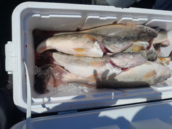 Lake Erie Walleye: Pure Fishing Joy